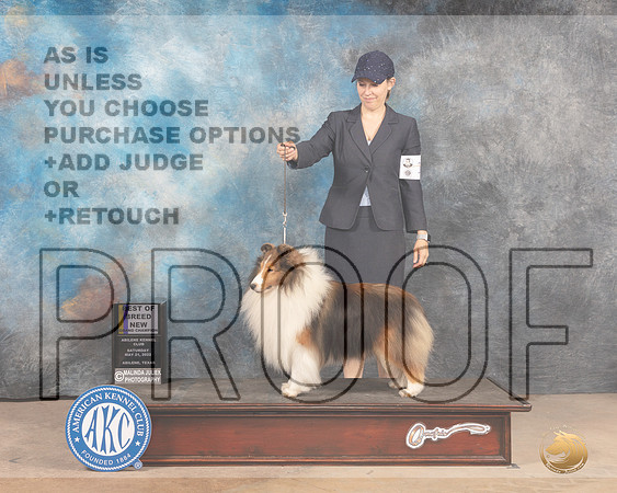 Shetland Sheepdog #19 Sat BOBGCh Judge Pat Trotter-MMJ_3828-Abilene2022-HR3