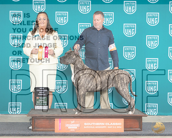 Presa Canario #709 Fri BFCH JUdge Valerie Piltz__JP_6285e_Batesville_2024_HR3