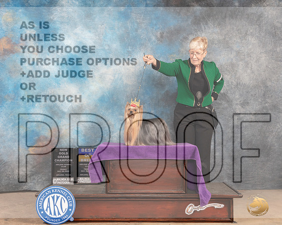 Yorkshire Terrier #15 Fri BOB Judge Mary Jane Carberry-MMJ_4030-Abilene2022-HR3