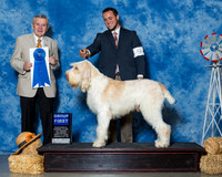 Spinoni Italiani #5 Sat G1 Faeth Mary Gwen Faeth Judge Mr Terry Stacy