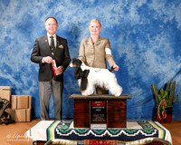 Cocker Spaniel Parti #8 Sun BOS +OL