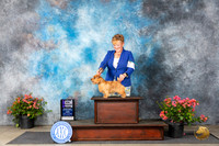 Norfolk Terrier #6 Fri WB Judge Elizabeth ‘Beth’ Sweigart