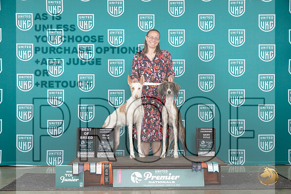 Ibizan Hound #491 Saluki T10BOB __JP_2016_Premier_2024_HR3