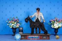 Schnauzer Giant #? FRI BOB M Judge Douglas Johnson