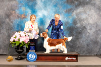 Welsh Springer Spaniel #6 Sat G4 Judge Polly Smith