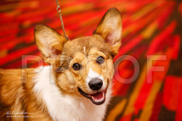 _JJ_9267-HstnCorgiFeb2015-HR3