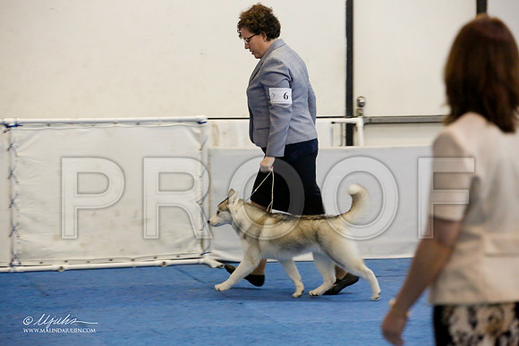 _M3_0465-AddisonHuskyMar2015-HR3