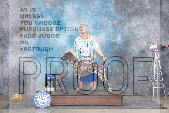 German Shorthaired Pointer #8 Sat G1 Judge Ann Roth__JP_6021_Amarillo_2024_HR3