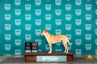 Carolina Dog #? Fri G2 Judge Katherine Short