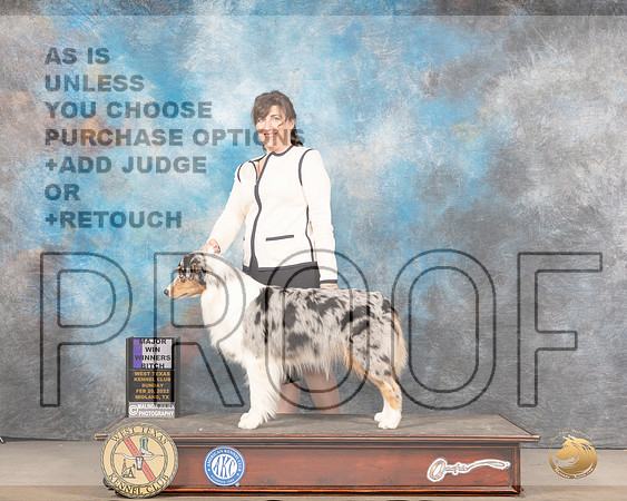 Australian Shepherd #46 Sun WB Judge Linda ClarkMMJ_5663_Mdlnd2022_HR3