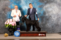 Giant Schnauzer #8 FRI G4 Judge Ken Murray