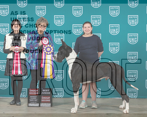 Great Dane #209 Sat1 G2Bjr Judge JLanders S2 G2 Judge DAllen__JP_0802e_UKCMWC_2024_HR3