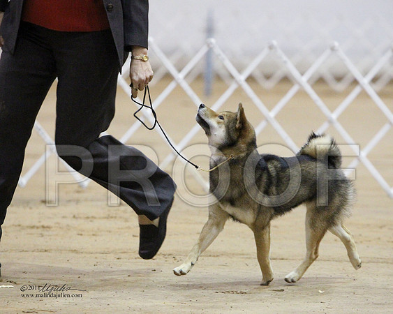 Shiba-0313-LR