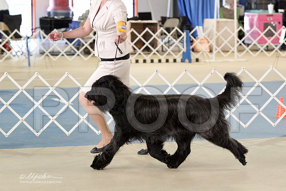 Briard-2699LR