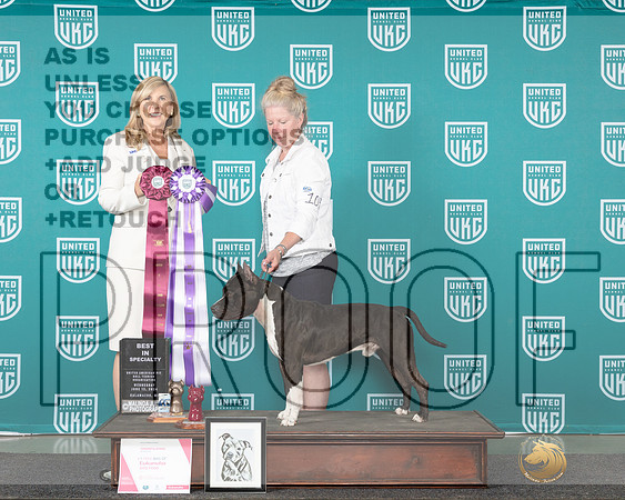 American Pit Bull Terrier #103 Wed BISS Judge Cindy Sanders_JP_0264e_Premier_2024-HR3