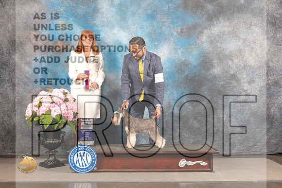 Schnauzer Miniature #6 FRI WB BOS Major Judge Linda Hurlebaus_MJ_5391_Houston_2022_HR3