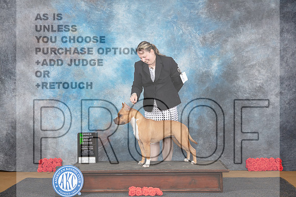 American Staffordshire Terrier #6 Sat OHG2 Judge Helen Tomb Taylor__JP_0121_Sulphur Springs_2024_HR3