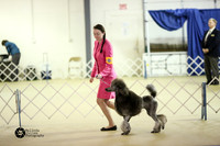 Poodle Standard Sun Ring S1