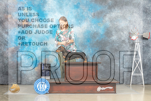 Dachshund Wirehired #9 Sat BOWCh Judge Eric Liebes_MJ_4464_Amarillo_2022_HR3