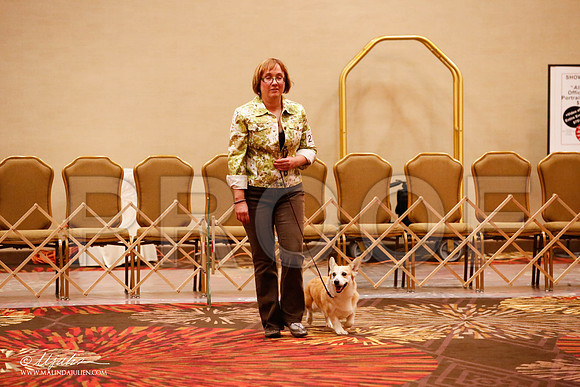 _JJ_8297-HstnCorgiFeb2015-HR3