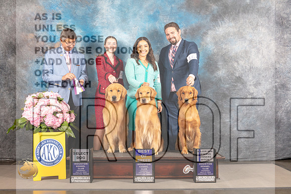 Golden Retriever #18 #53 #64 BOB SD RWB Major Judge Richard Powell_MJ_3646_Houston_2022_HR3