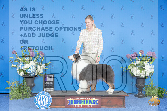 Australian Shepherd #31 THUR WD NC M Judge Nancy Liebes__JP_8343_Houston_2024_HR3