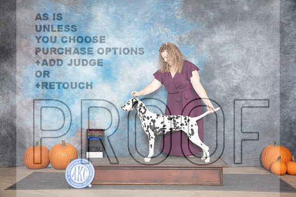 Dalmation # Belton WBBOWBOS Judge __JP_9447_Humble_2024_HR3
