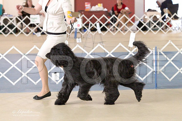 Briard-2705LR