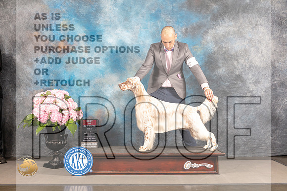 English Setter #8 WED BOP Judge Barbara Alderman_MJ_4863_Houston_2022_HR3