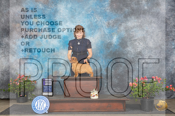 Norfolk Terrier #16 Sat WB Judge Cathy Morgan__JP_6011_San Antonio_2024_HR3