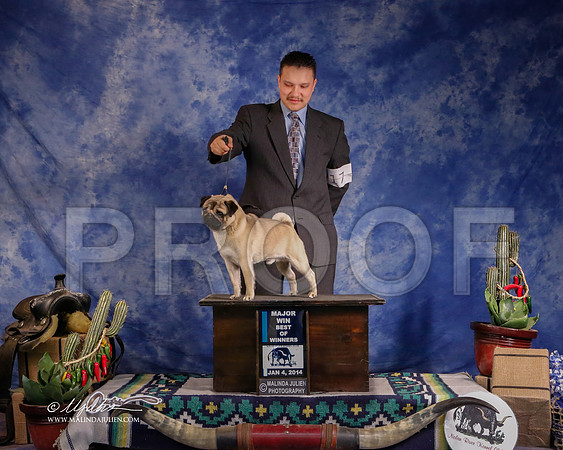pug-3684-GRJan14-HR