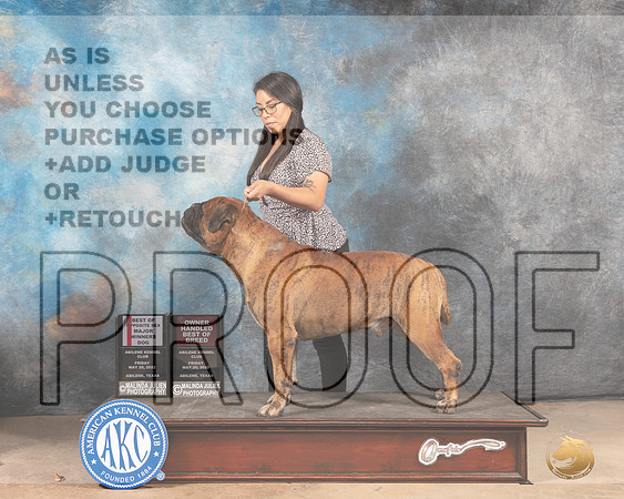 Bullmastiff #19 BOSWDOHBOB Judge Joan Liebes-MMJ_3230-Addison2022-HR3