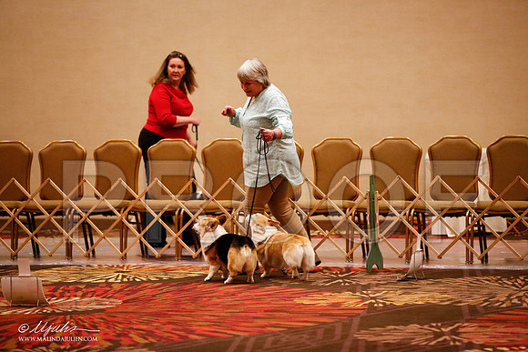 _JJ_7774-HstnCorgiFeb2015-HR3