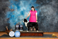 Border Collie #5 Sat WDBOWCH Judge Karen Hynek