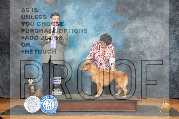 Nova Scotia Duck Tolling Retriever #8 Sun WB Judge Jim Fehring__JP_8434_MARSHALL_2024_HR3