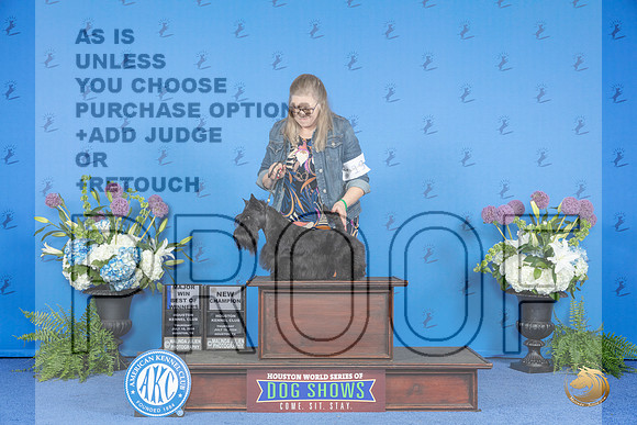 Scottish Terrier #19 THUR BW NC M Judge Sandra Lex__JP_8167_Houston_2024_HR3