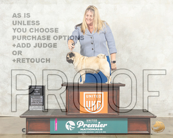 Pug #1096 Sat ABIS  Judge Sandra Kowalski__MJ_8733_Premier_2022_HR3