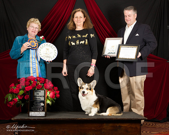 _ST_3367-HstnCorgiFeb2015-HR3