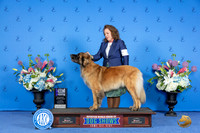 Leonberger #6 SUN WB M Judge Annella Cooper