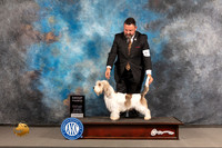 PBGV #11 Wed G4 Judge Joe Walton