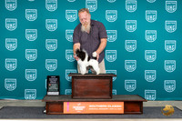 Poodle Toy #181 Sun BMCH Judge Tina Camp