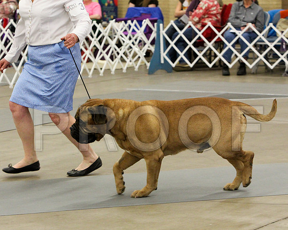 VetDog-9327