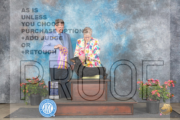 Dachshund Smooth #10 Sat BISS Judge Kenneth L Hagmueller__JP_4947_San Antonio_2024_HR3