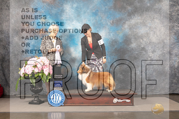 Shetland Sheepdog #12 Sun G4 Judge Janet Fink_MJ_8293_Houston_2022_HR3