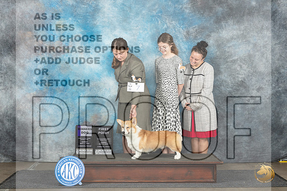 Pembroke Welsh Corgi #7 Sun WD Judge Sharon Newcomb__JP_3913_Lubbock_2024_HR3
