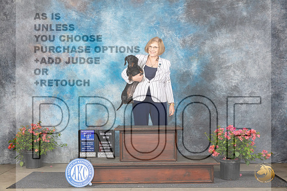 Dachshund Smooth #8 Fri WBBOWOHBOBM Judge Polly (Mrs Robert) D Smith__JP_4009_San Antonio_2024_HR3