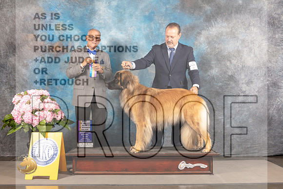 Leonberger #5 THUR BOW BOB Major Judge Luis Sosa_MJ_4113_Houston_2022_HR3