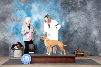 American Stoffirdshire #8 Sunn OHG1 Judge Gloria Kerr