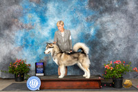 Alaskan Malamute #6 Sat BOBOHBOB Judge Paul F Willhauck