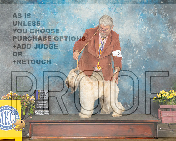 Soft Coated Wheaten #10 Sun BOBNCh Judge Laurie Telfair-MMJ_1494-NWARK2022-HR3